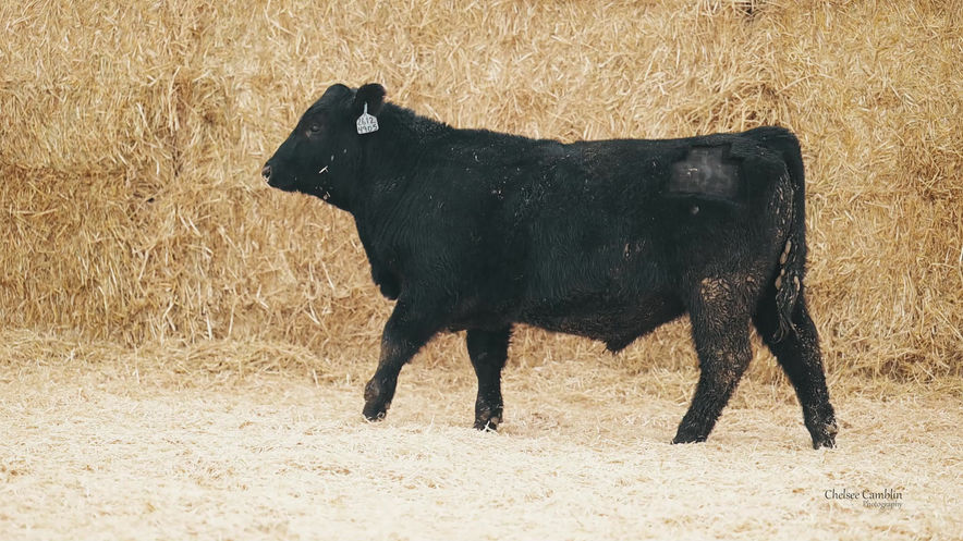 Lot 22
